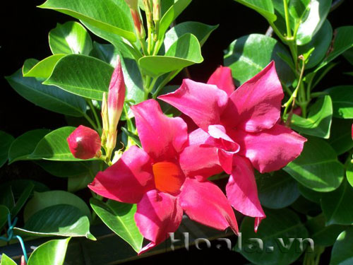 hong_anh_6 Hoa hồng anh quyến rũ mê say | hoala.vn