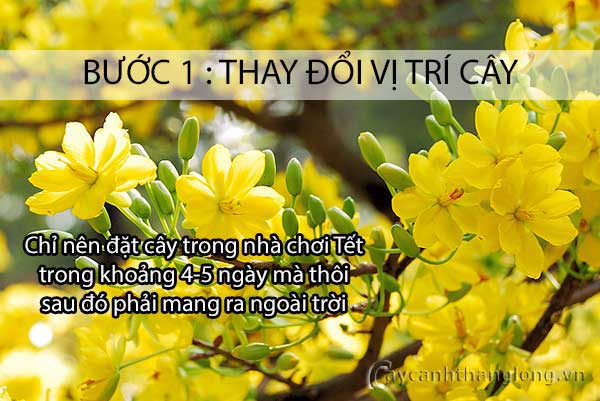 cách chăm sóc hoa cây cảnh sau tết - bước 1