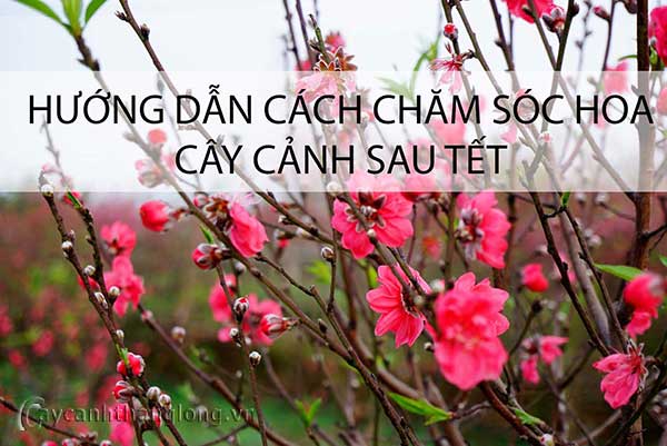 cách chăm sóc hoa cây cảnh sau Tết