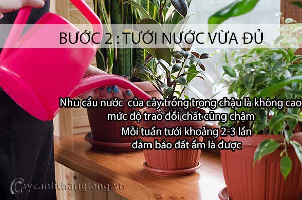 cách chăm sóc hoa cây cảnh sau Tết - bước 2