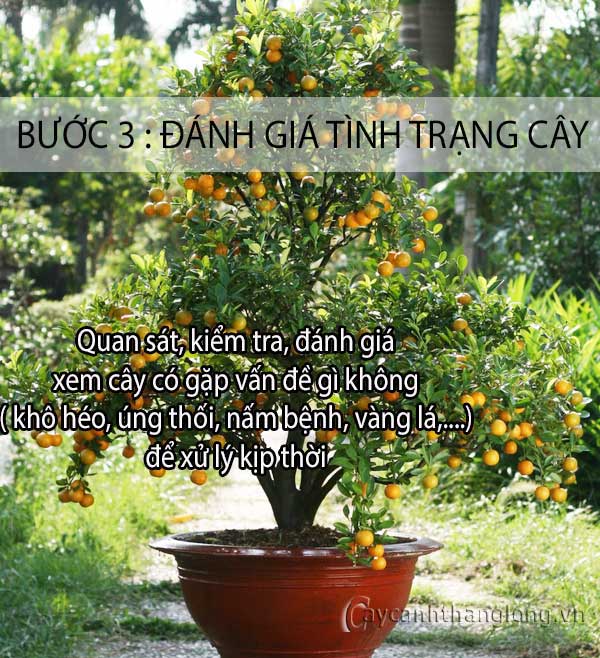 Cách chăm sóc hoa cây cảnh ngày Tết - bước 3