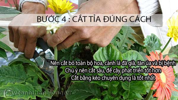 cách chăm sóc hoa cây cảnh sau tết - bước 4