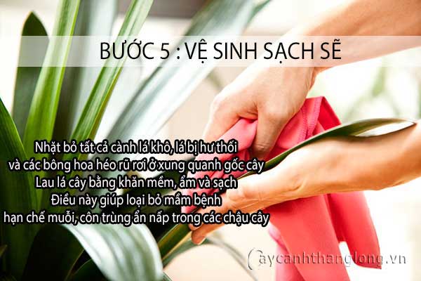 cách chăm sóc hoa cây cảnh sau Tết - bước 5