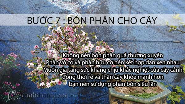 cách chăm sóc hoa cây cảnh sau Tết - bước 7