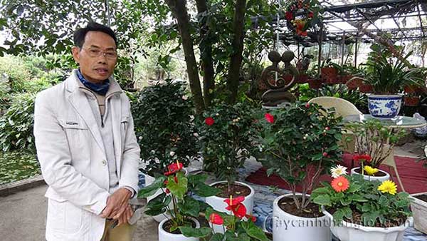 hướng dẫn cách chăm sóc hoa cây cảnh sau tết