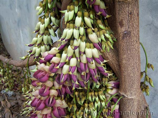 hoa_ huyet_long | hoala.vn