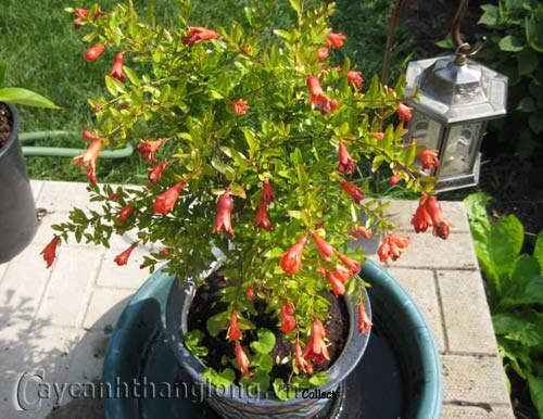 để lựu ra nhiều hoa  | hoala.vn