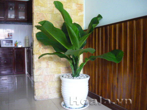 Cây cảnh văn phòng được ưa chuộng hiện nay | hoala.vn