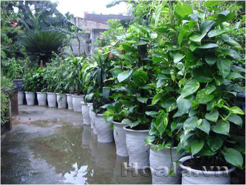 van_nien_thanh | hoala.vn