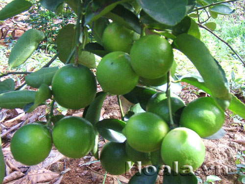 chanh_khong_hat | hoala.vn