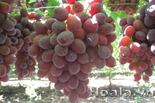 nho_my_qua_do | hoala.vn