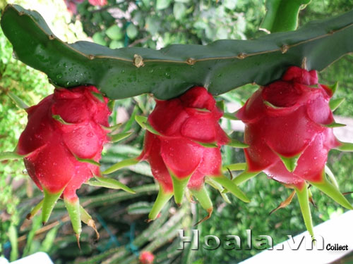 thanh_long_ruot_do | hoala.vn