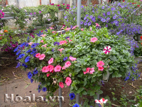 hoa_da_yen_thao_1|hoala.vn