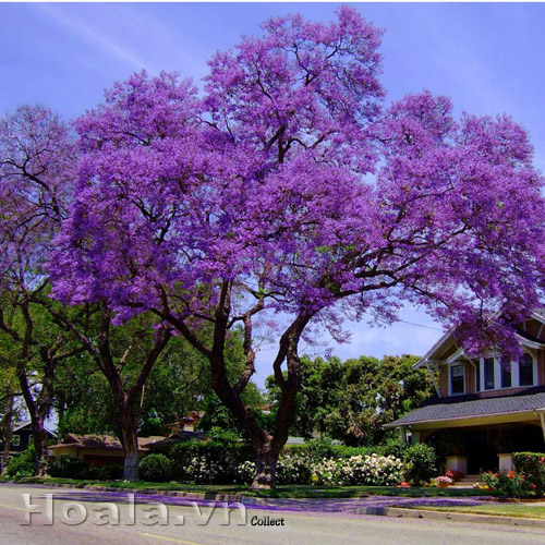 hoa_phuong_tim | hoala.vn