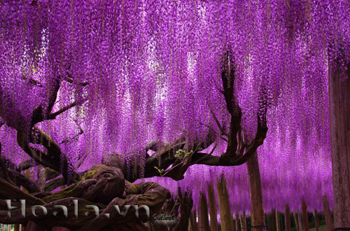 hoa_tu_dang | hoala.vn