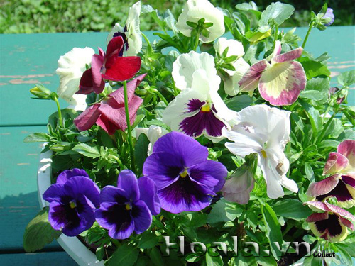 hoa_pangxe|hoala.vn