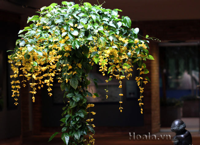https://www.hoala.vn/img_product/icon21410141060.jpg