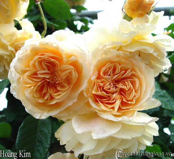 Hoa hồng leo màu vàng - Hoàng Kim 38 - hoa hồng David Austin