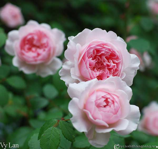 Hoa hong mau hong - Hong vy lan 14