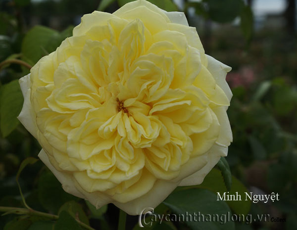 Hoa hồng ngoại màu vàng Minh Nguyệt 135