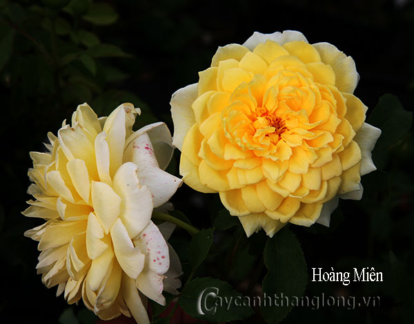 Hoa hồng vàng Hoàng Miên