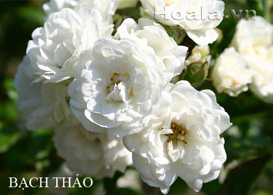 Hoa hong leo mau trang - Hong leo bach thao 169