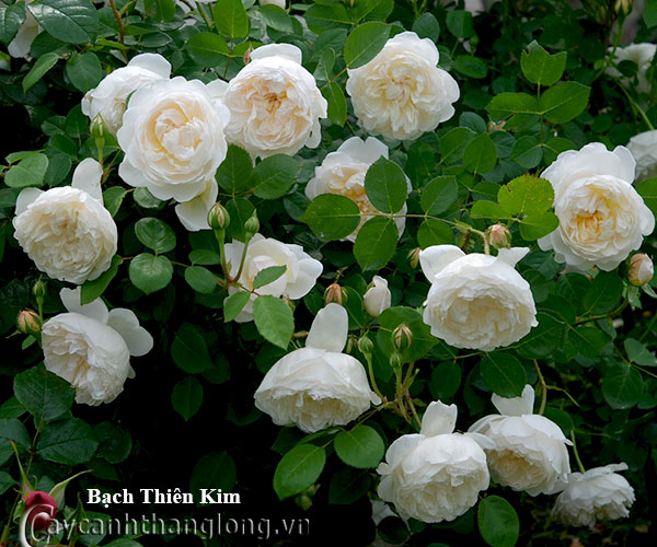 Hoa hong leo mau trang - Hong leo Bach thien kim 212