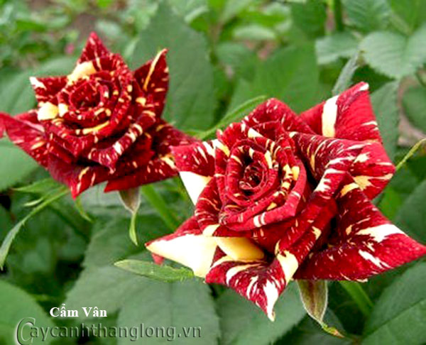 Hoa hồng leo nhập ngoại màu kẻ sọc độc đáo - Cẩm Vân 221