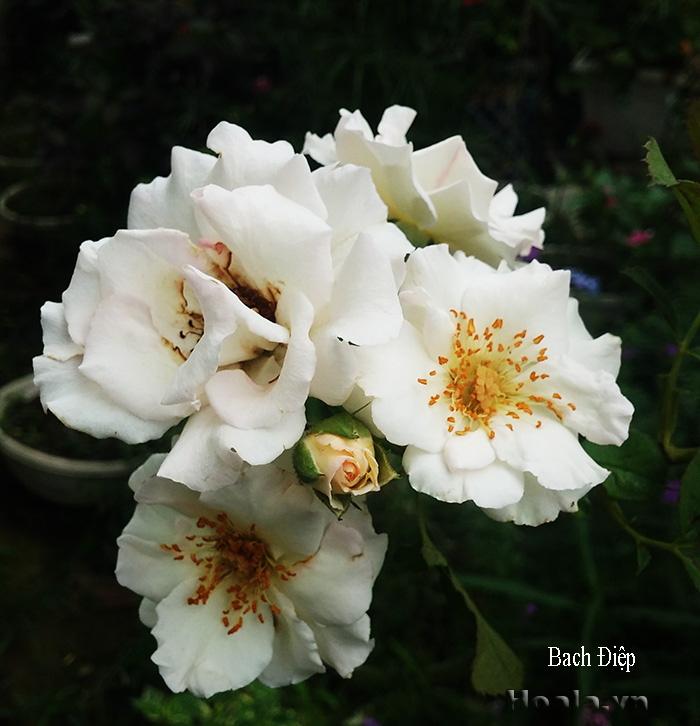 Hoa hong leo mau trang - hong leo bach diep 31