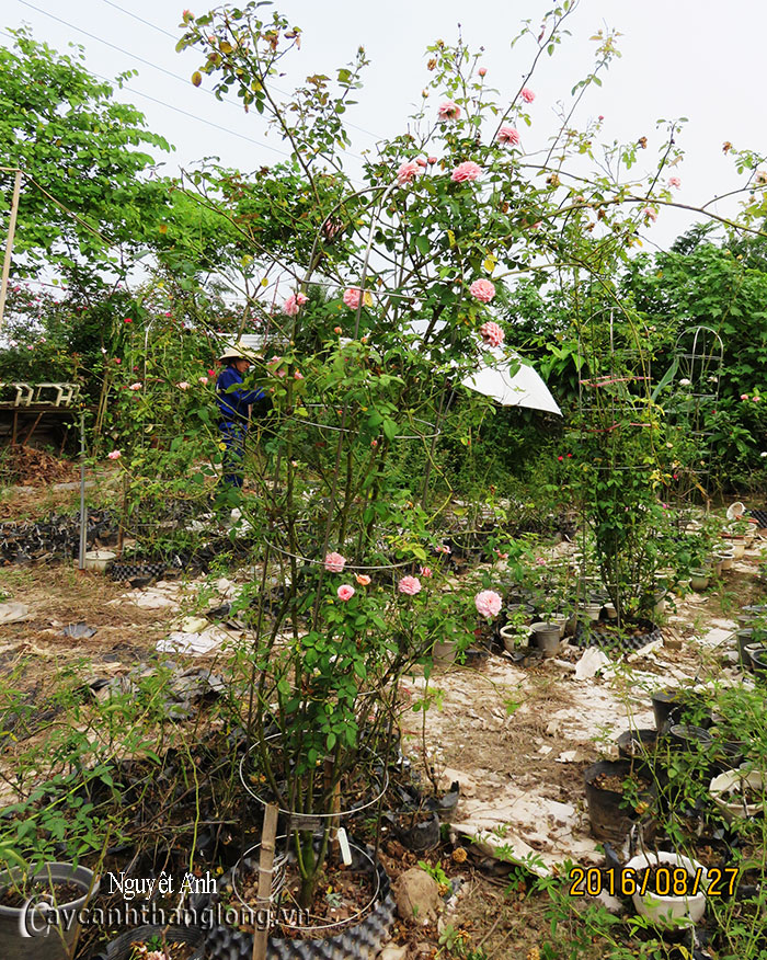 hoa hong leo Ngyet anh 204