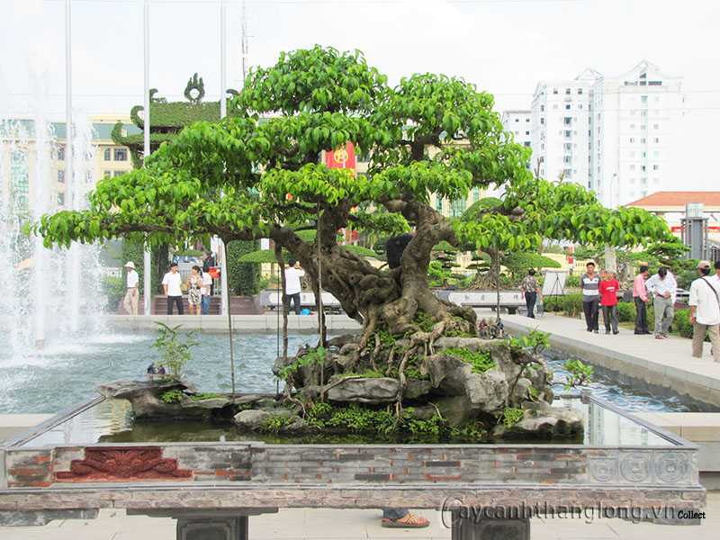 cay bonsai