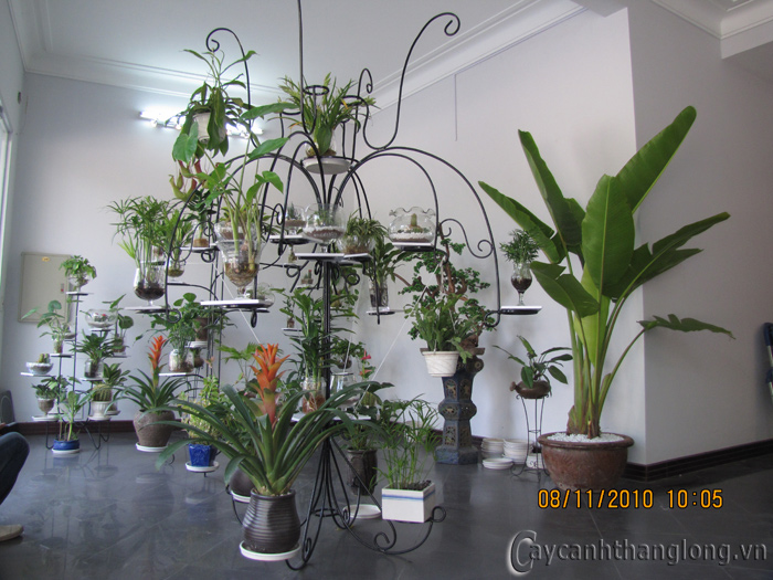 cay_thuy_sinh | hoala.vn