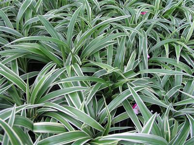 lan-chi-ngan1 lan chi ngan1