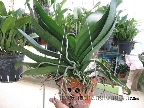 Đọc lá cây Phong Lan đoán bệnh (phần 2) | hoala.vn