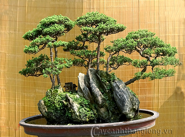 bonsai 1
