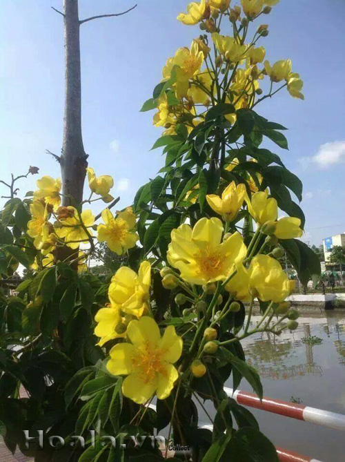 mai_ha_lan_4|hoala.vn