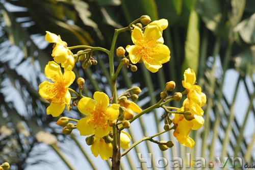 mai_ha_lan_7|hoala.vn