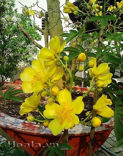 mai_ha_lan_8|hoala.vn