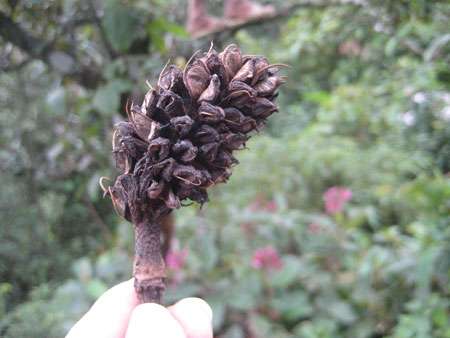 manglietiacrassifolia1 Loài cây mới lạ ở Sapa | hoala.vn