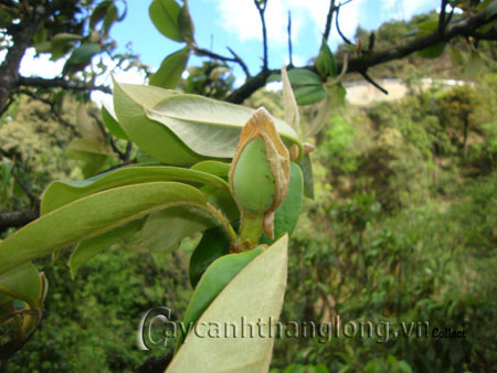manglietiacrassifolia2 Loài cây mới lạ ở Sapa | hoala.vn