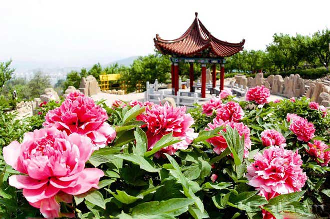 mau don trung quoc 2
