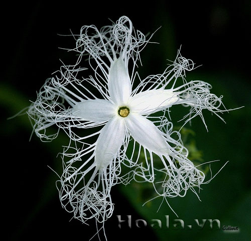 hoa_muop_ran_10 | hoala.vn