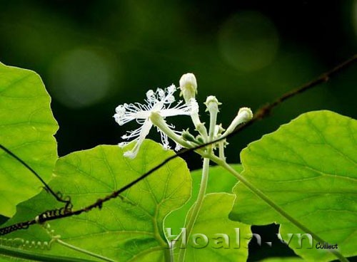 hoa_muop_ran_11 | hoala.vn