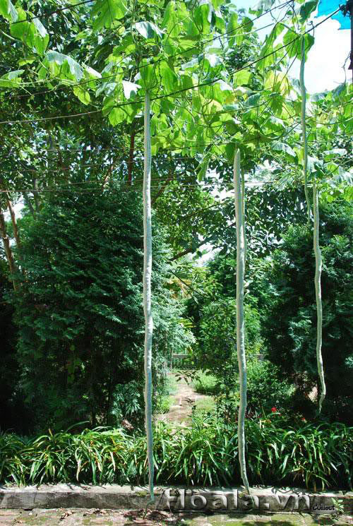 hoa_muop_ran_12 | hoala.vn