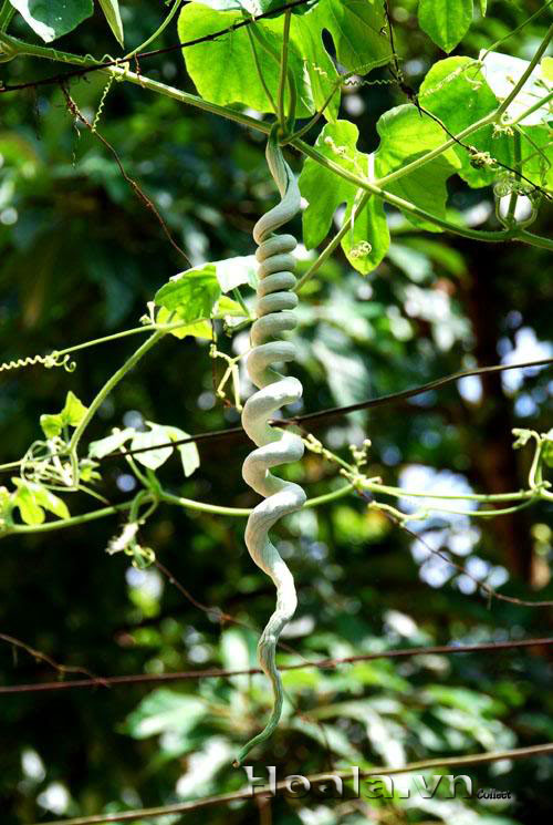 hoa_muop_ran_13 | hoala.vn