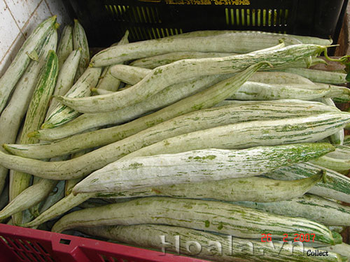 hoa_muop_ran_14 | hoala.vn