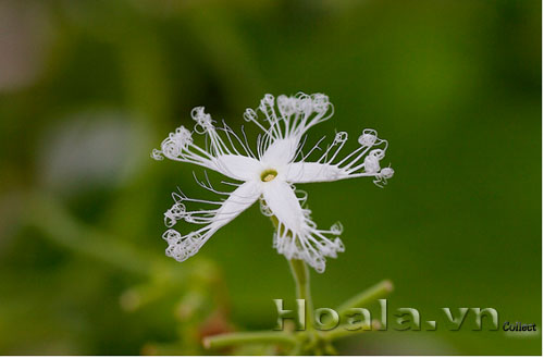 hoa_muop_ran_7 | hoala.vn