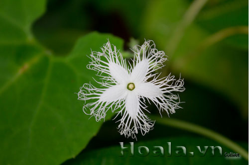 hoa_muop_ran_6 | hoala.vn