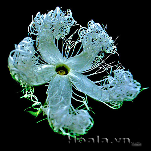 hoa_muop_ran_5 | hoala.vn