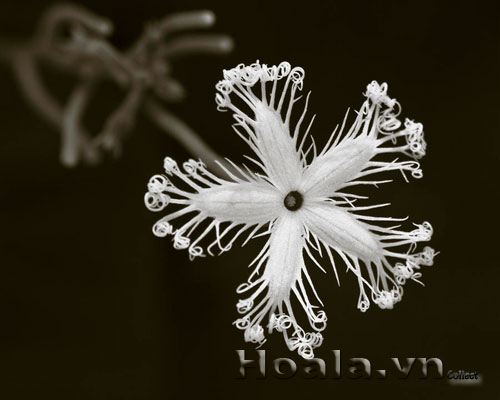 hoa_muop_ran_4 | hoala.vn